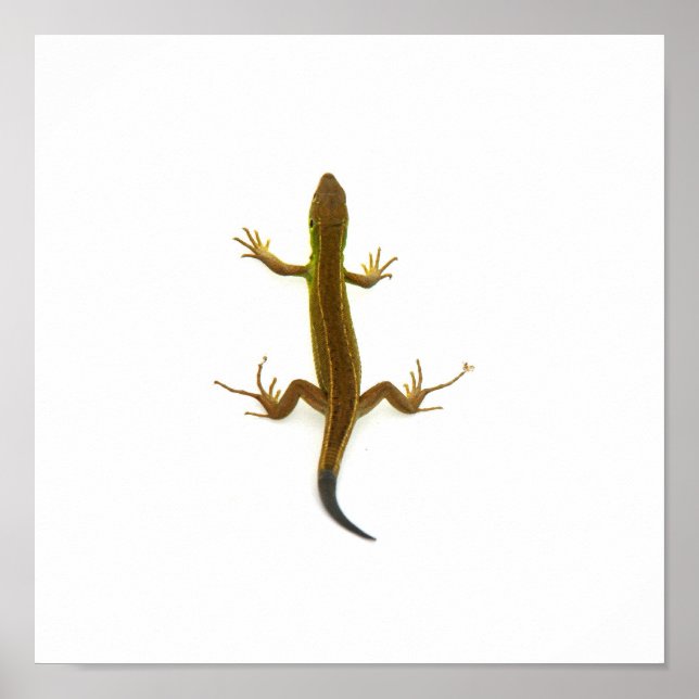 Póster lagarto (Frente)