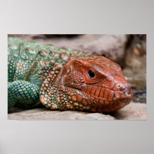 Póster Lagarto
