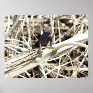Póster Lagarto de Cercas del Gran Valle en Joshua Tree