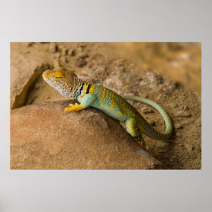 Póster Lagarto de collar