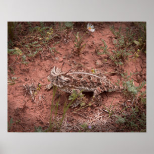 Póster Lagarto de cuernos