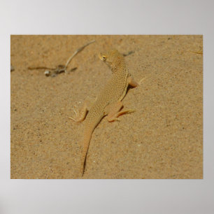 Póster Lagarto de Dedos Franjados de Mojave