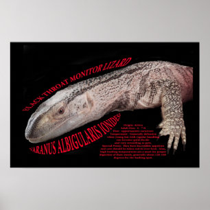 Póster Lagarto de monitor negro de la garganta