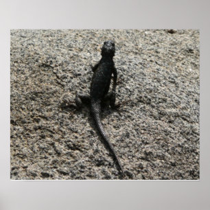 Póster Lagarto Negro