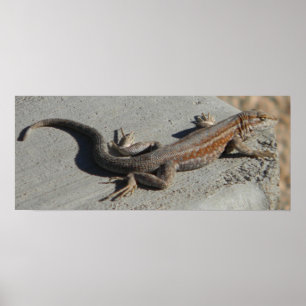 Póster lagarto sabio del cepillo de las dunas
