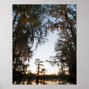 Póster Lago Caddo al amanecer