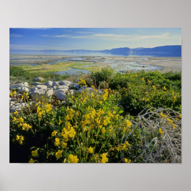 Póster LAGO DE OSO, UT, EE.UU., flor de mono y algas tumb (Frente)