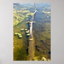 Lago Erie Metropark Turtle Log Horizontal