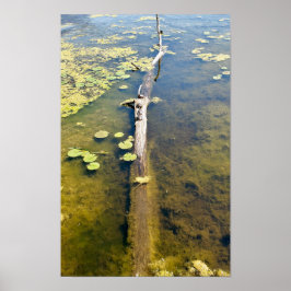 Póster Lago Erie Metropark Turtle Log Horizontal