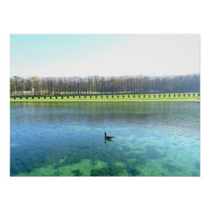 Póster Lago Forestal. Ganso en el agua.