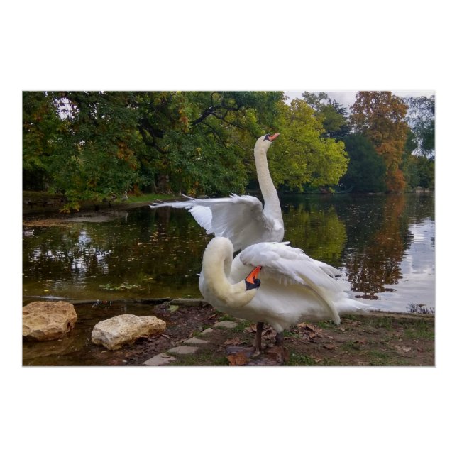 Póster Lago Swan (Anverso)