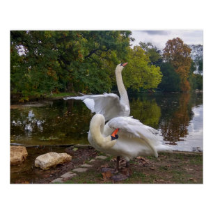 Póster Lago Swan
