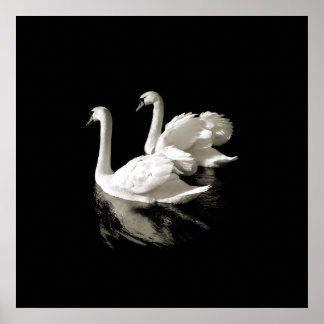 Póster Lago Swan - poster blanco y negro