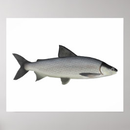 Póster Lago Whitefish
