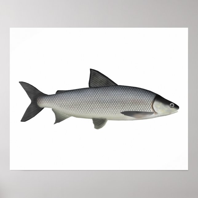Póster Lago Whitefish (Frente)