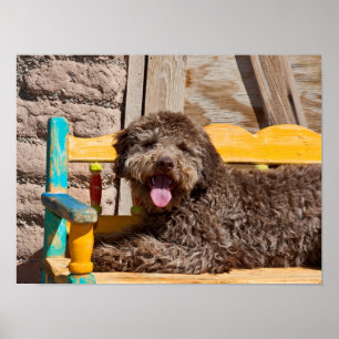Póster Lagotto Romagnolo acostado en un banco de madera