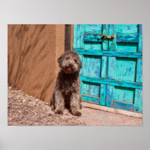 Lagotto Romagnolo Esperando Por Una Puerta Azul