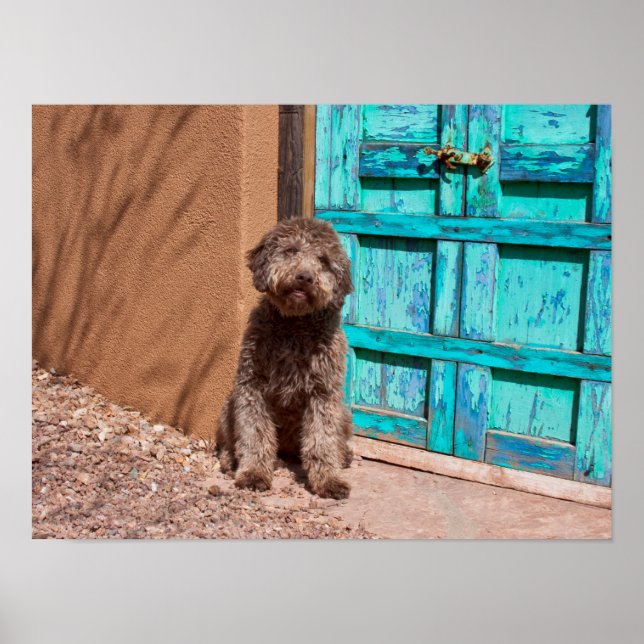 Póster Lagotto Romagnolo Esperando Por Una Puerta Azul (Frente)