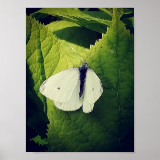 Póster Lágrima blanca.