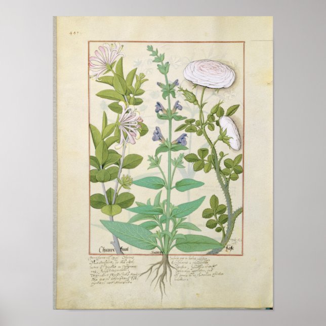 Póster Lágrima de miel, salvia y Rosa (Frente)