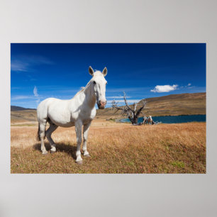 Póster Laguna Azul, paisaje con caballos