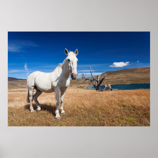 Póster Laguna Azul, paisaje con caballos (Frente)