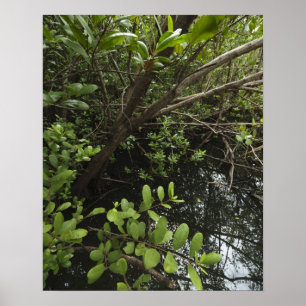 Póster Laguna de sal tropical