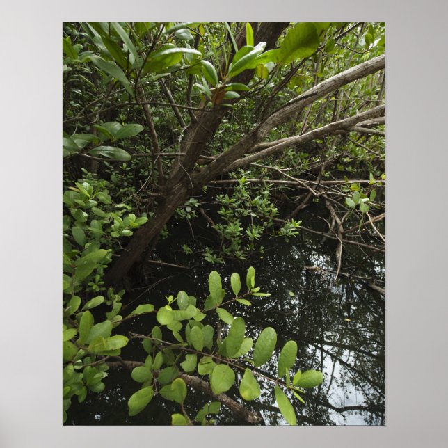 Póster Laguna de sal tropical (Frente)