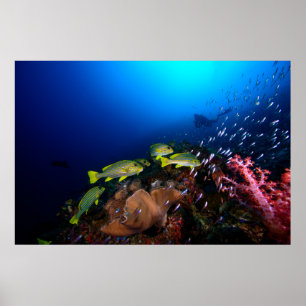 Póster Laja Ampat Underwater 3
