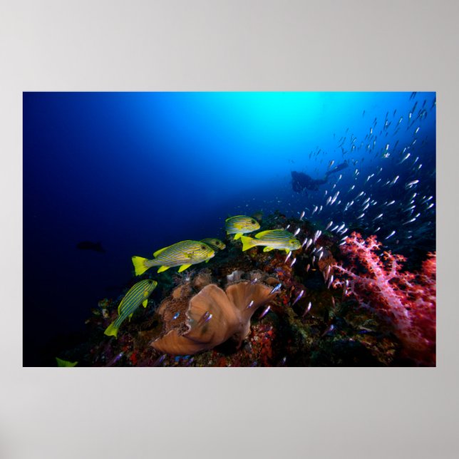 Póster Laja Ampat Underwater 3 (Frente)
