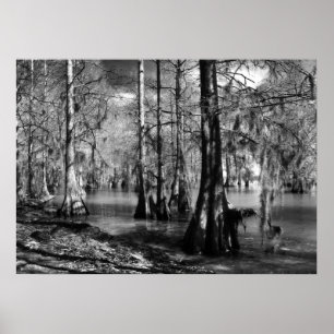 Póster Lake Cypress in Black and White