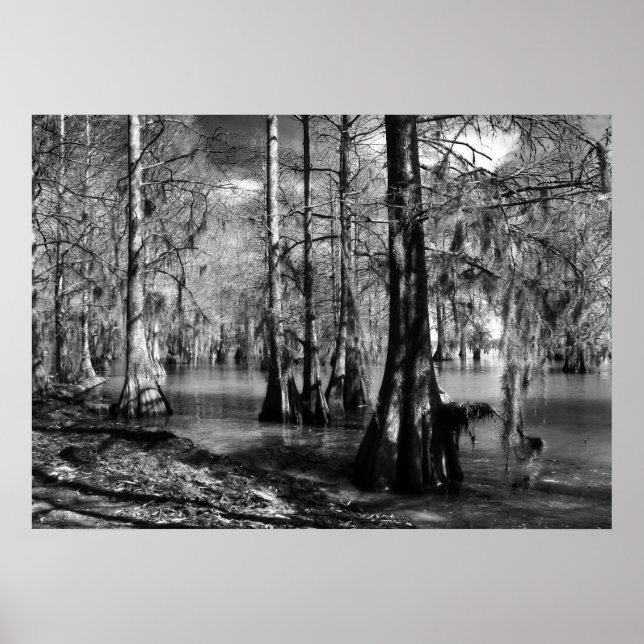 Póster Lake Cypress in Black and White (Frente)