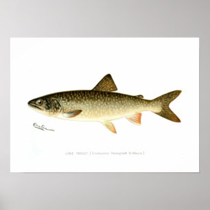Póster Lake Trout