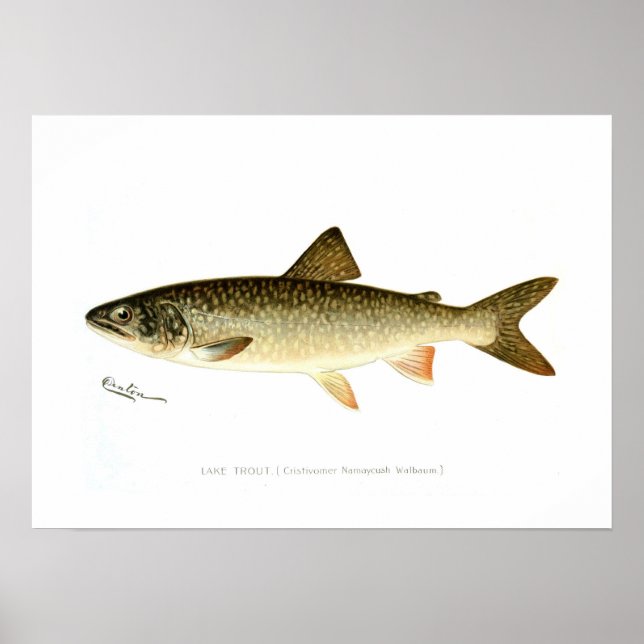 Póster Lake Trout (Frente)