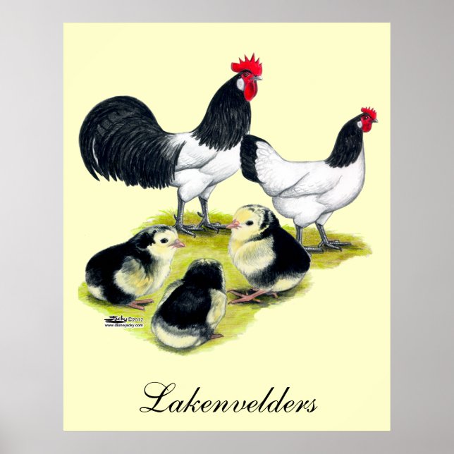 Póster Lakenvelder Chicken Family (Frente)