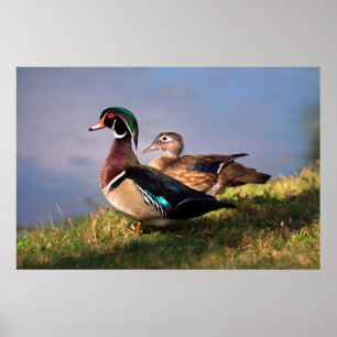 Póster Lakeside, Wood Duck