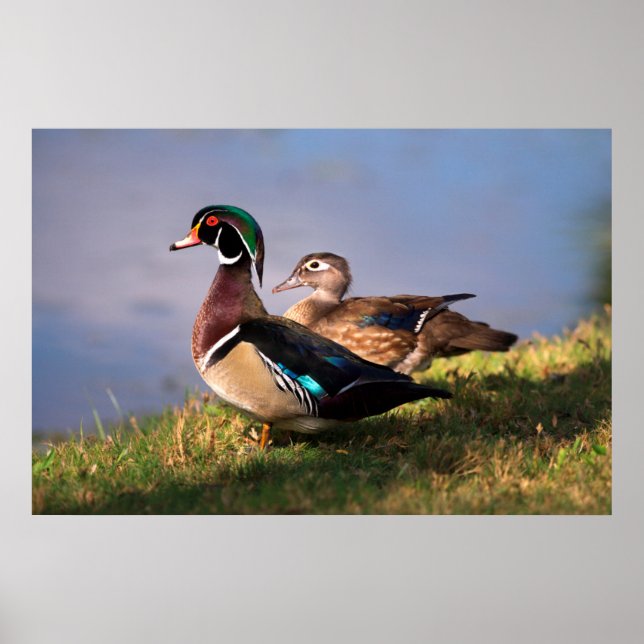 Póster Lakeside, Wood Duck (Frente)