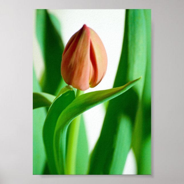 Póster lala Estampa de Tulipán (Frente)