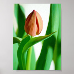 Póster lala Tulip Print