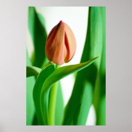 Póster lala Tulip Print