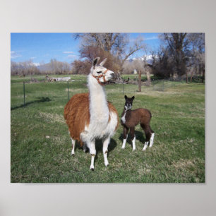 Póster Lama Mama y Llama Bebé