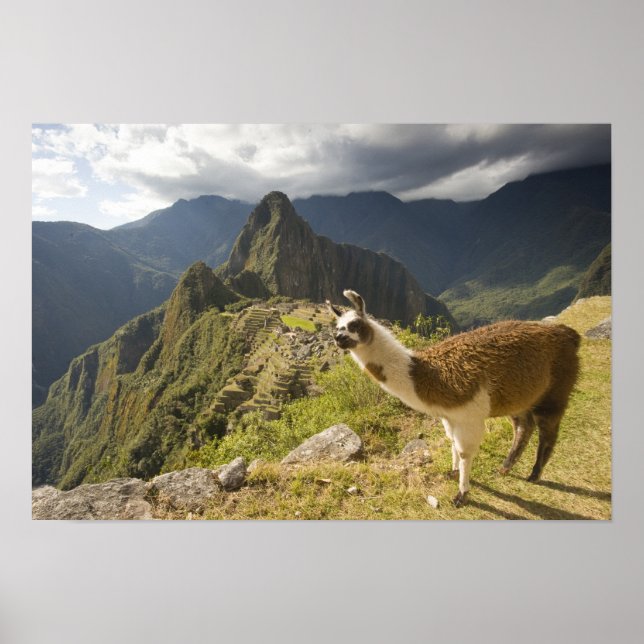 Póster Lamas y una mirada de Machu Picchu, (Frente)