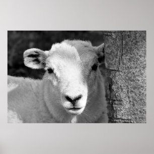 PÓSTER LAMB