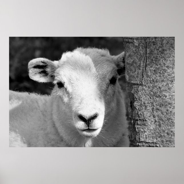 PÓSTER LAMB (Frente)