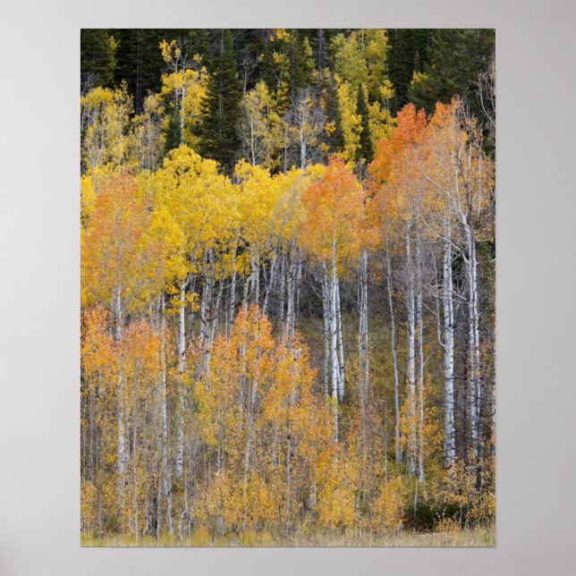 Póster Lambert Hollow, aspen trees (Frente)