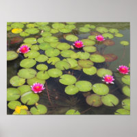 Láminas de lirio y flores de Lotus