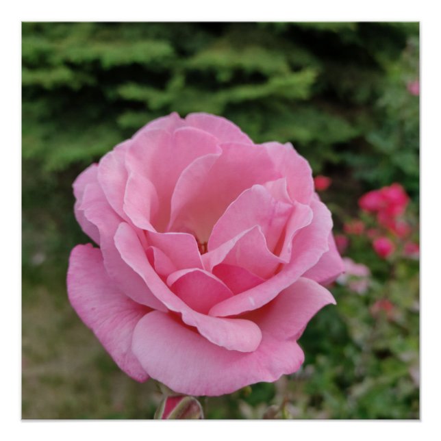 Póster Lámpara de mesa de flor de rosa rosa (Anverso)