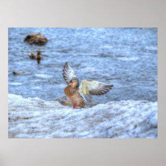 Póster Landing Mallard Duck 3 Wildlife Photo Print