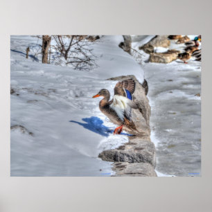 Póster Landing Mallard Duck 4 Wildlife Photo Print