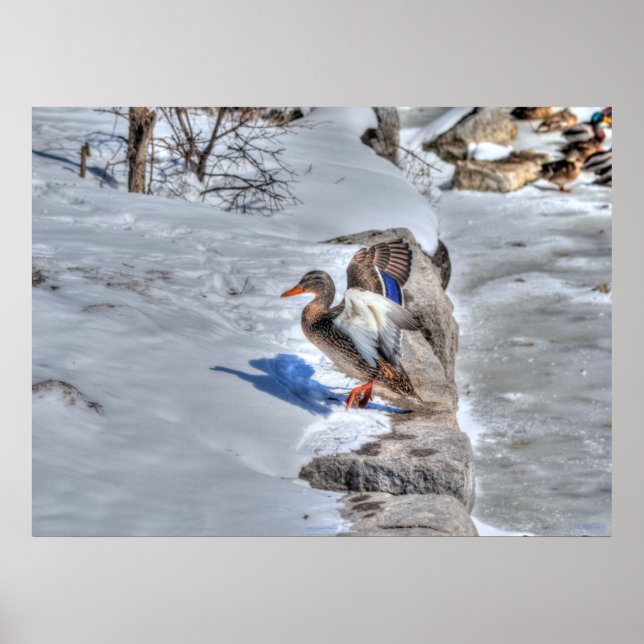 Póster Landing Mallard Duck 4 Wildlife Photo Print (Frente)